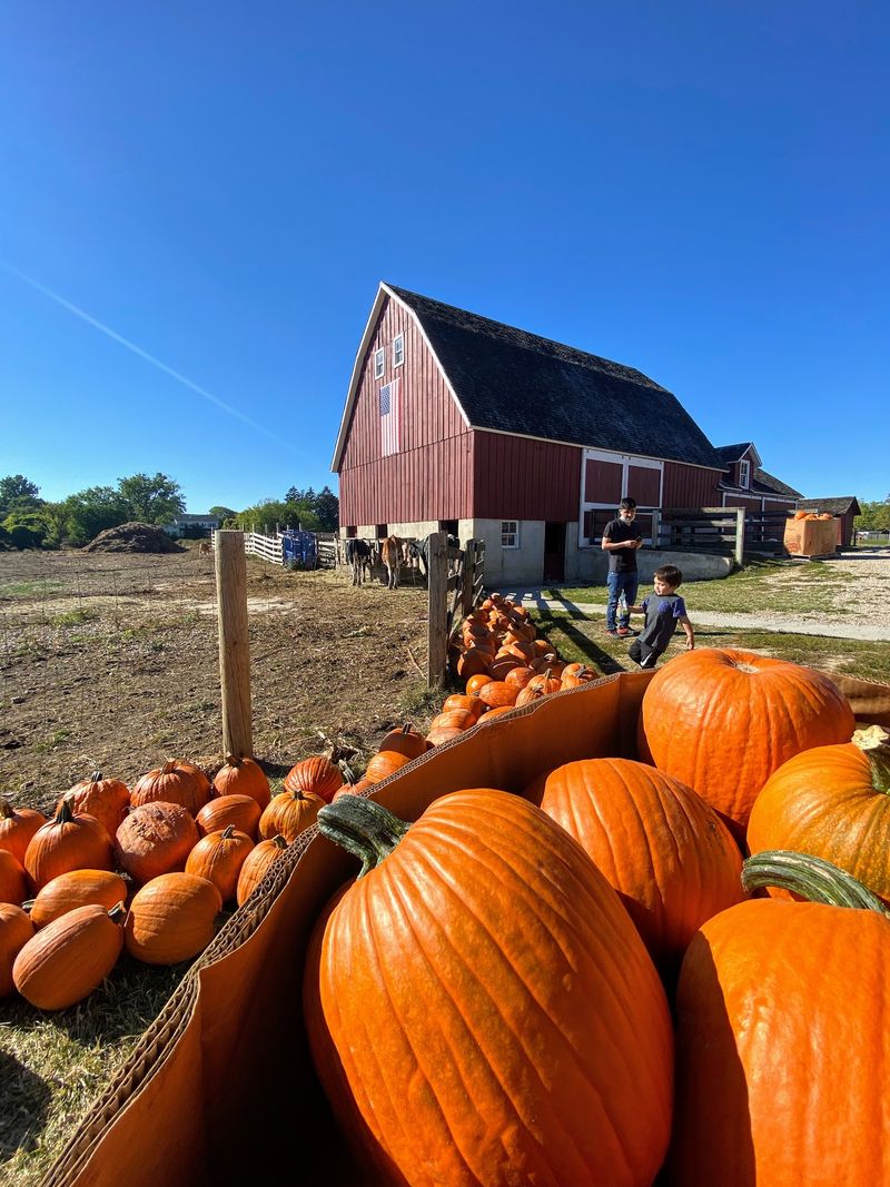 Fresh Eggs, Pumpkins, and Ice Cream
