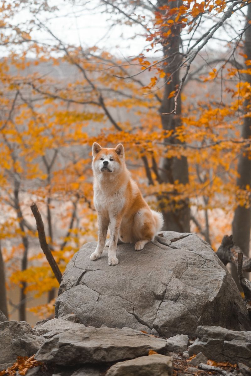 Some dog breeds prefer to understand a situation before joining in 5 Akita