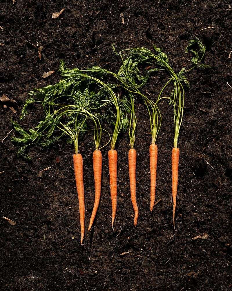 Carrots