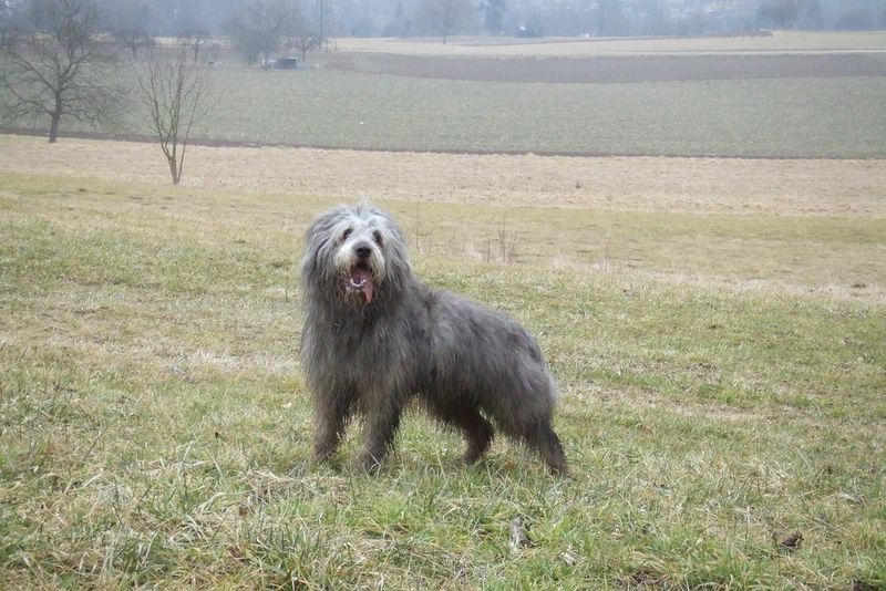 Bergamasco Sheepdog