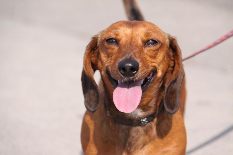 You don't necessarily choose to become their favorite - these dog breeds can make that decision themselves 4 Dachshund
