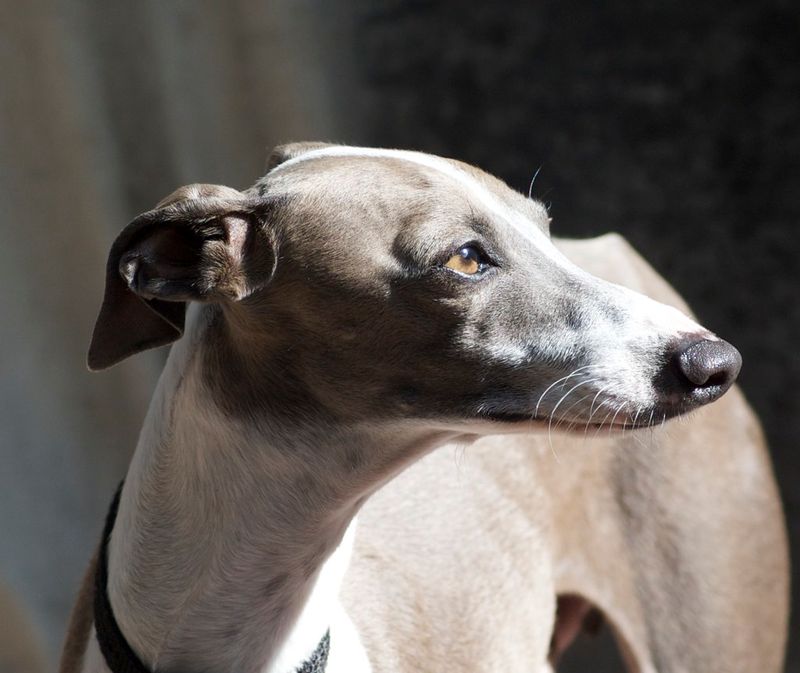 These 12 dog breeds turn into shadows because being near you helps them feel safe 3 Italian Greyhound