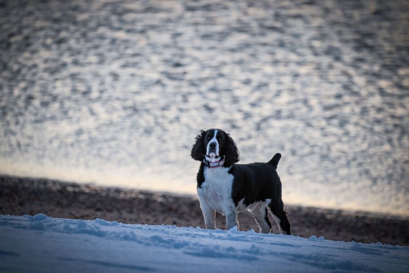 Everything around them can become chaotic - These dogs often seem to get more focused instead 11 English Springer Spaniel
