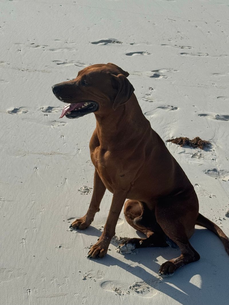 These dogs don't need to announce how powerful they are every five minutes 5 Rhodesian Ridgeback - cool under the sun