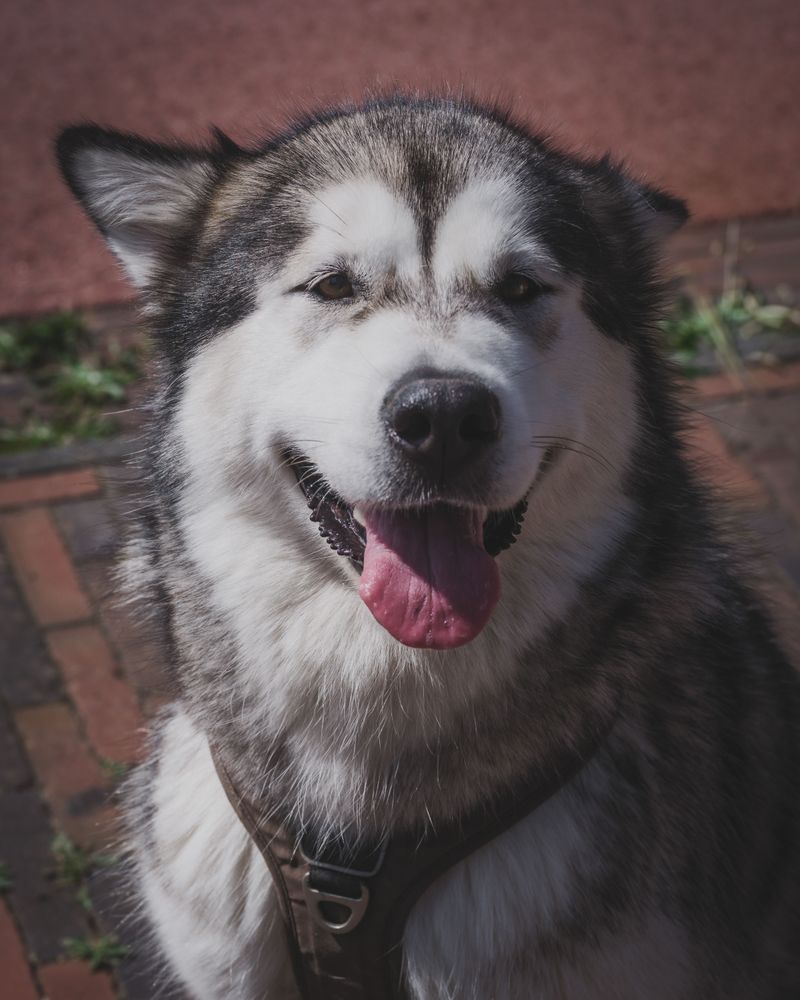 Alaskan Malamute 