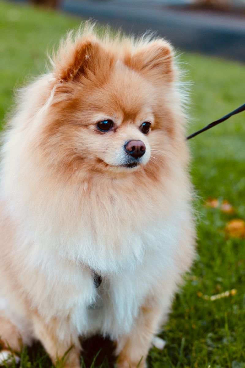 11 dogs that may spot unfamiliar activity before you do - plus 2 that would rather welcome everyone 10 Pomeranian
