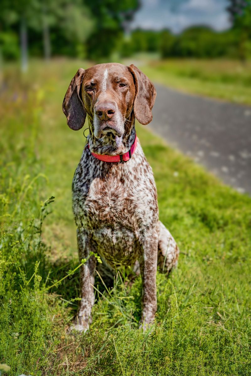 If dog odor is your biggest concern, these 12 dog breeds deserve a closer look 12 German Shorthaired Pointer