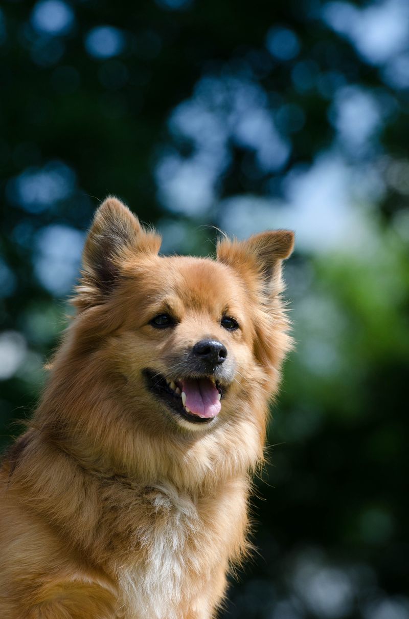 13 breeds that tend to be naturally alert without constant barking 12 Finnish Spitz