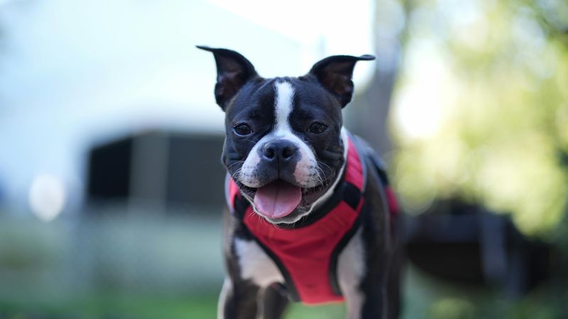 Boston Terrier