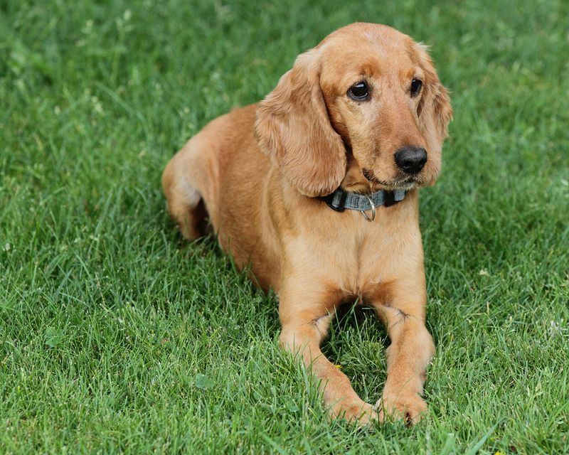 English Cocker Spaniel