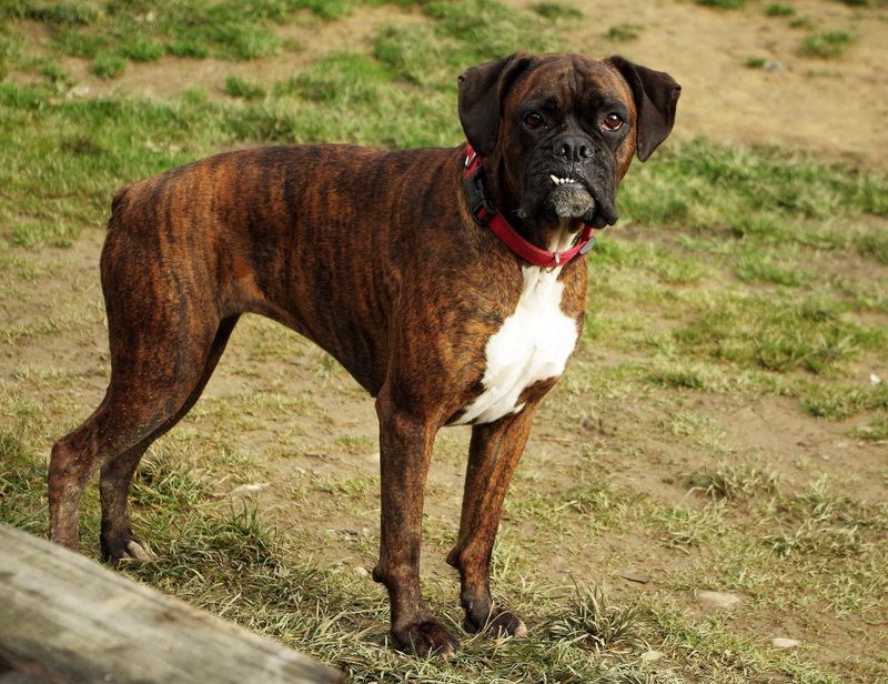 Popularity can decide who gets noticed quickly - These dogs often end up on the wrong side of it 7 Boxer
