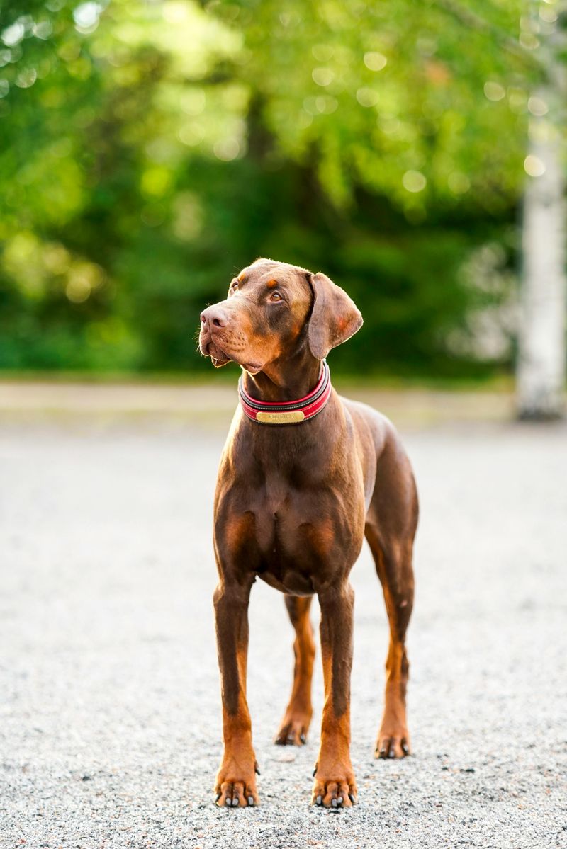 Doberman Pinscher