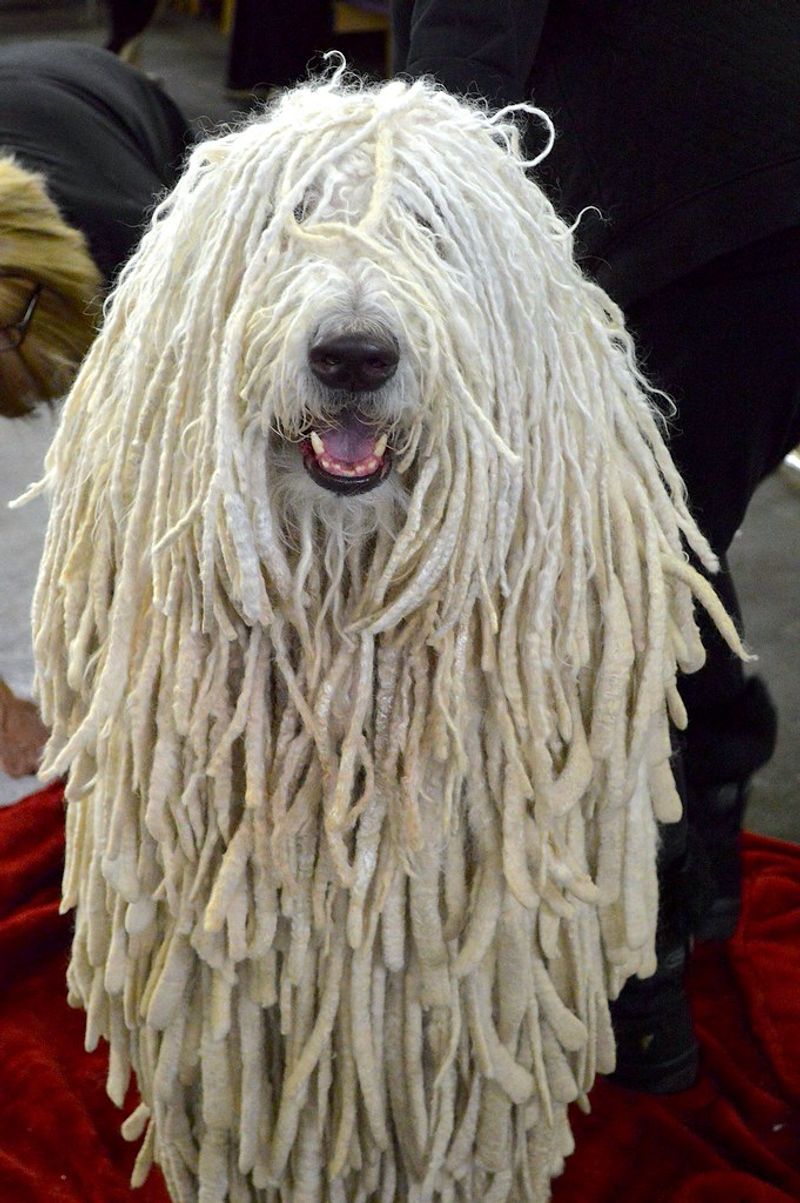 These 13 dogs aren’t big on snuggles 12 Komondor