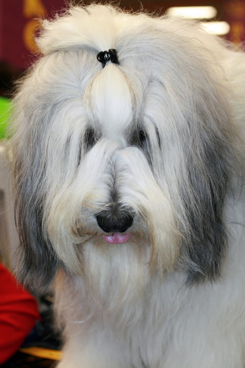 Polish Lowland Sheepdog