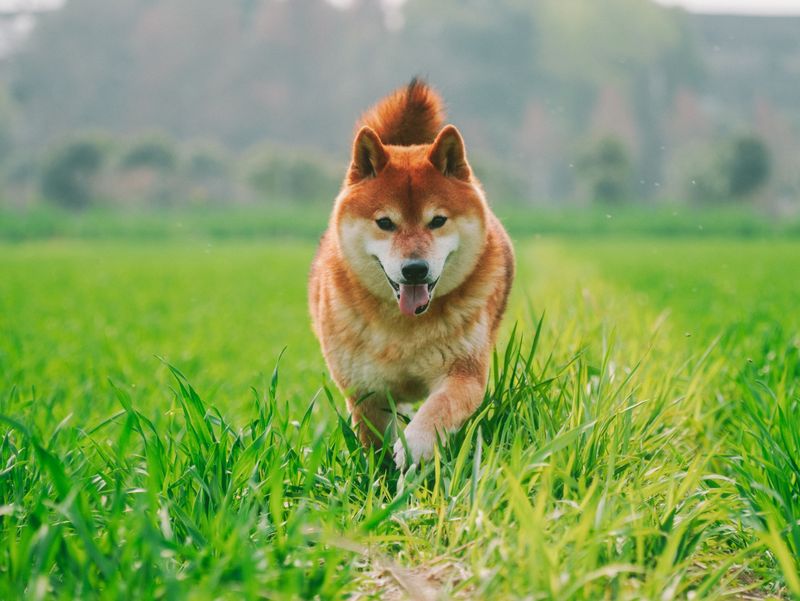 Think your recall is flawless? These dog breeds can find a reason to test that confidence 4 Shiba Inu