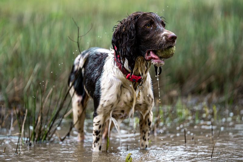 Some dogs lose interest after a few throws - These breeds are often ready for another 6 English Springer Spaniel