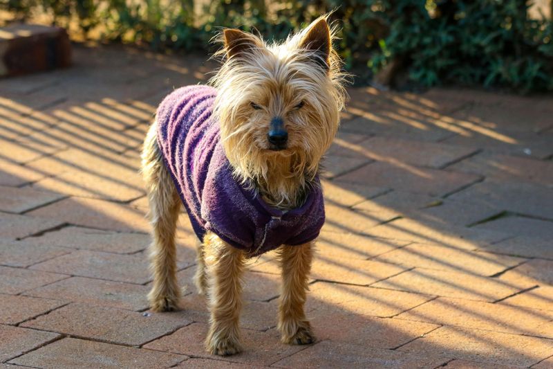 Australian Terrier
