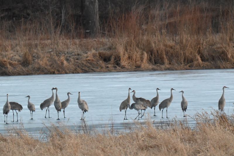 The Sandhill Crane Chorus