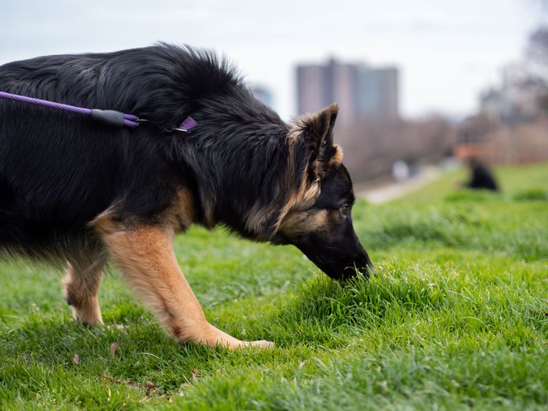 Sniff Walks