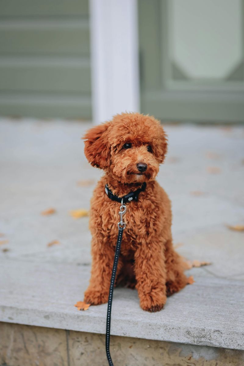 Miniature Poodle