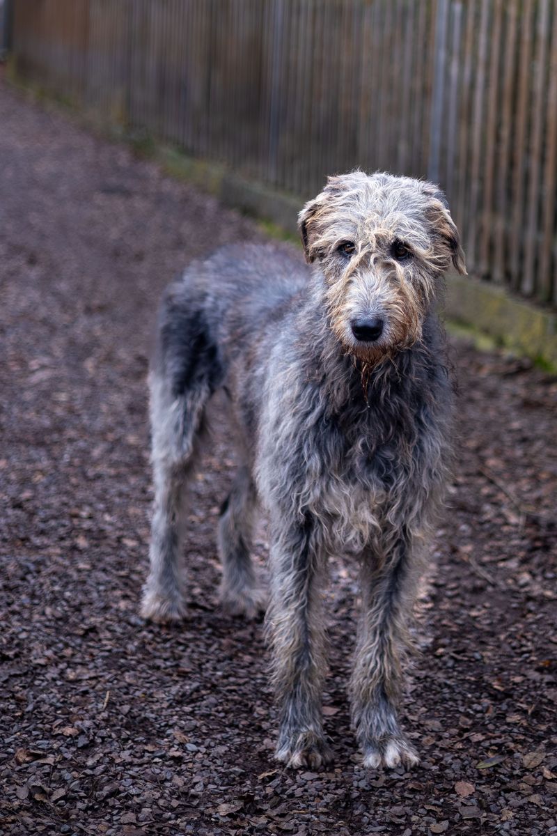 Irish Wolfhound