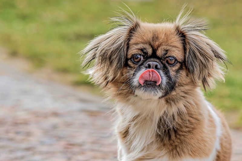 17 dog breeds that make the sound of keys feel wildly personal 17 Tibetan Spaniel