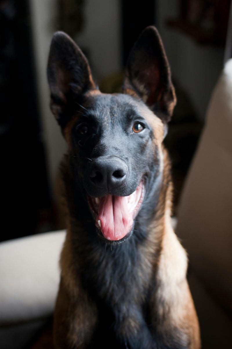 12 difficult dog breeds that demand serious commitment and consistency 2 Belgian Malinois