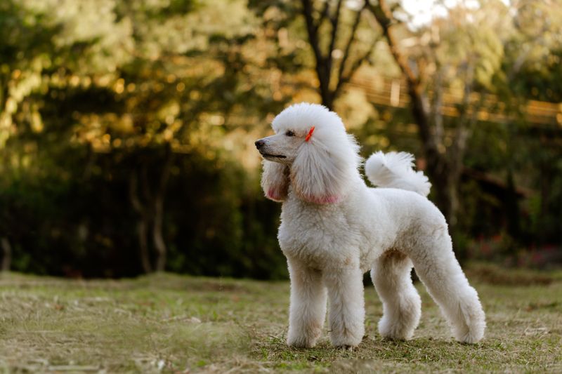 10 dog breeds that thrive when the rules never change - plus 1 that may question who made the rules 9 Standard Poodle - bright mind, tidy plan