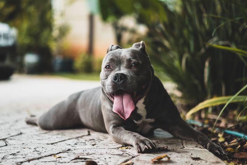 American Pit Bull Terrier