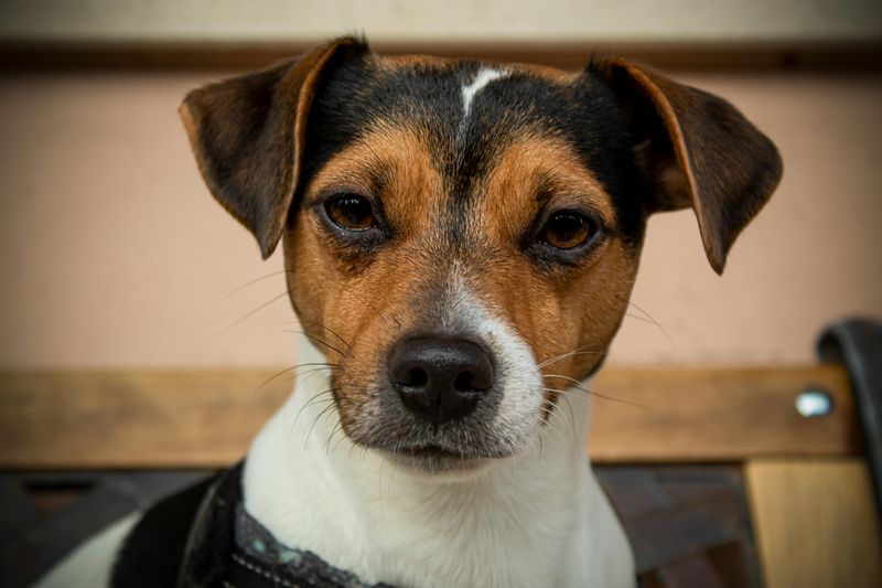 Jack Russell Terrier