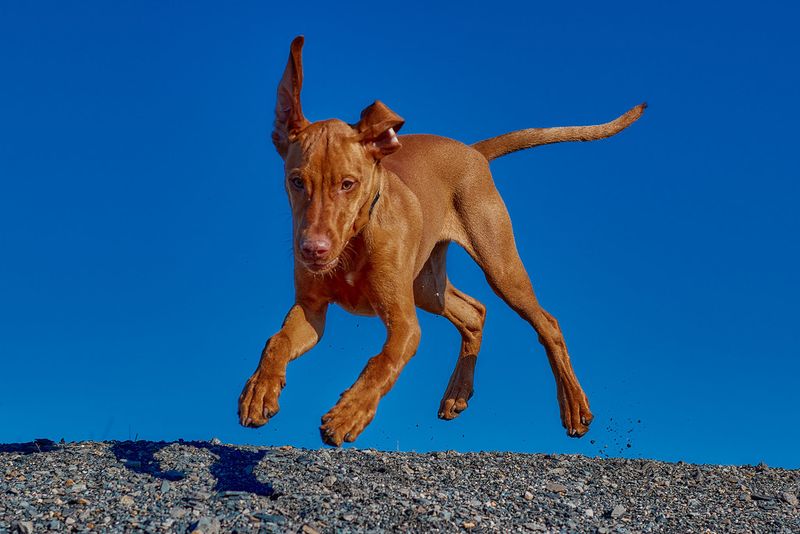 These 10 Breeds Are Being Picked by Runners - But Not for the Reason You Think 3 Vizsla