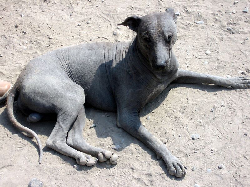 Ecuadorian Hairless Dog