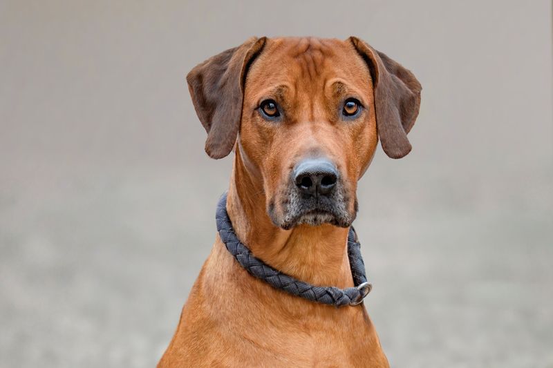 Living with these dog breeds can become more rewarding with every stage of life 11 Rhodesian Ridgeback