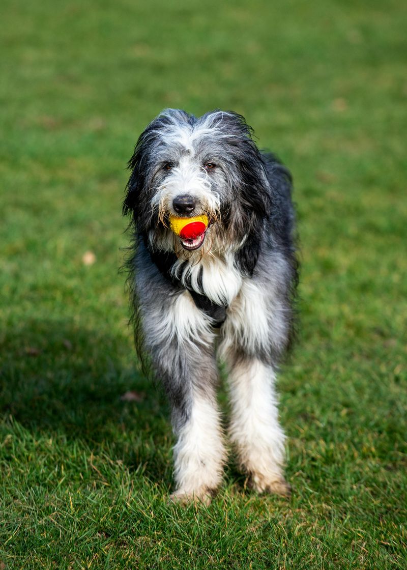 Bearded Collie