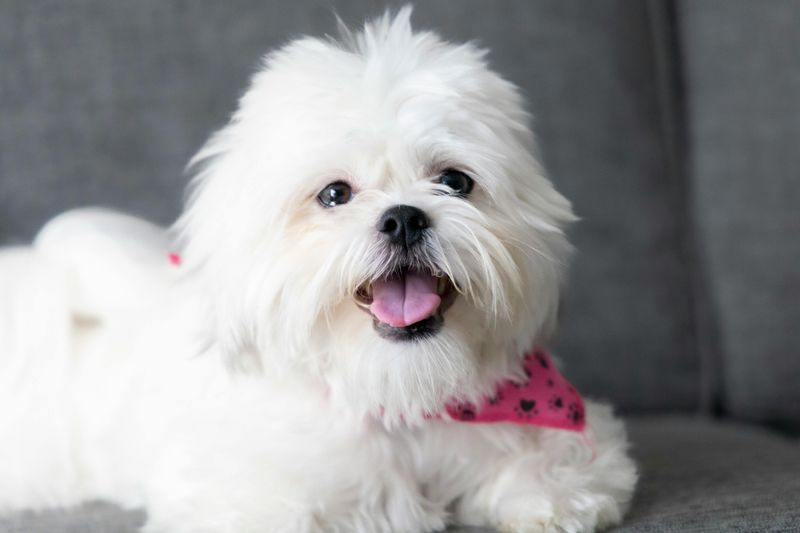 Temperament and personality