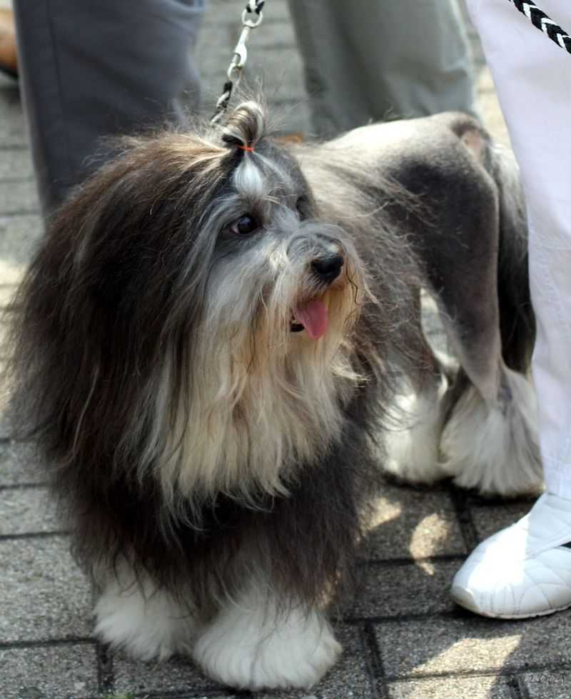 Löwchen (Little Lion Dog)