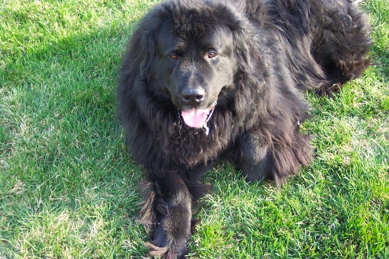 These dog breeds often return happier after a little uninterrupted quiet 8 Newfoundland