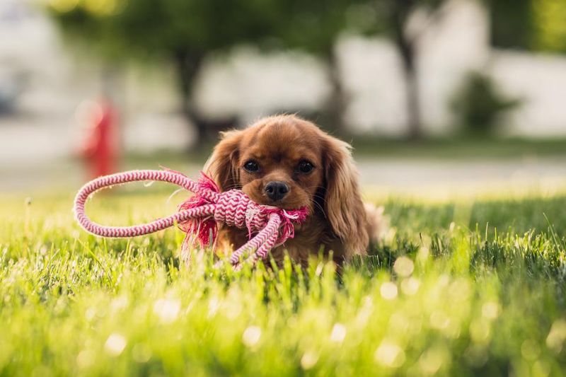 Cavalier King Charles Spaniel 