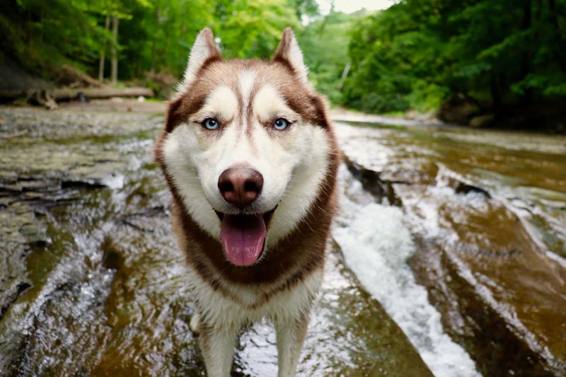 10 dog breeds that can outsmart your backyard setup - plus 2 ways to keep them mentally busy 3 Siberian Husky: Born to Roam