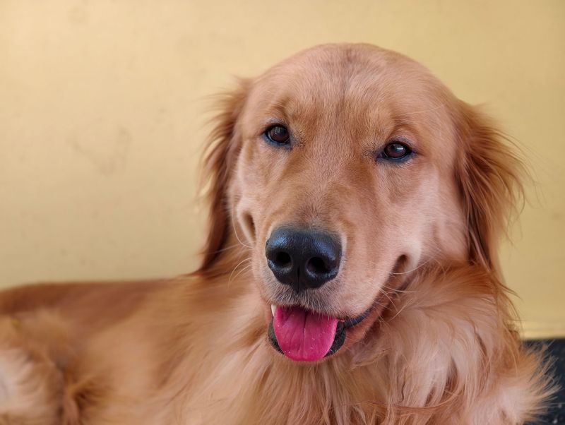 These clever dogs often catch on quickly - As long as the rules don't keep changing 10 Golden Retriever - Big-hearted learner who loves praise