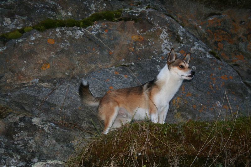 Norwegian Lundehund