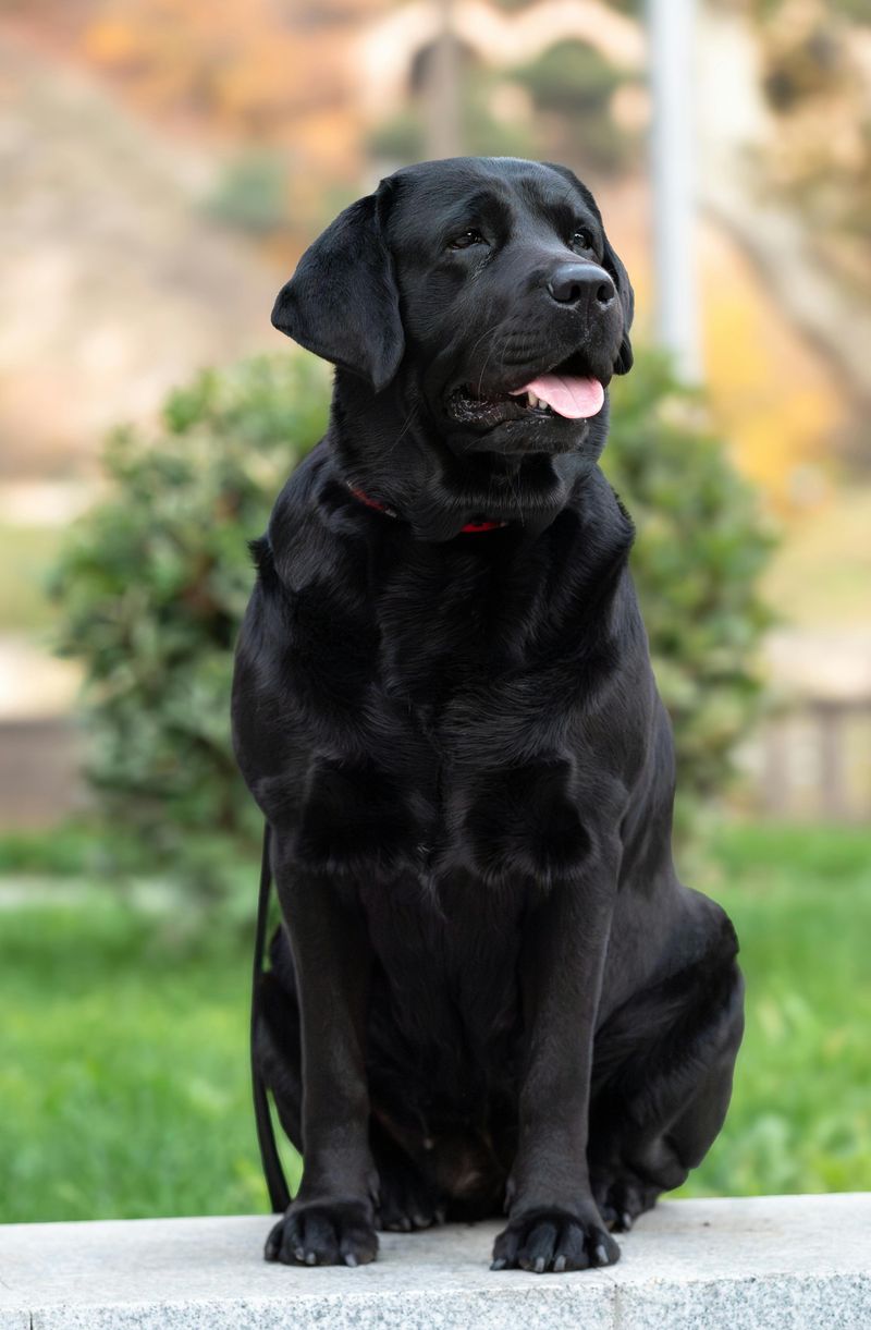 14 ultra-social dog breeds that act like everyone is their best friend 2 Labrador Retriever
