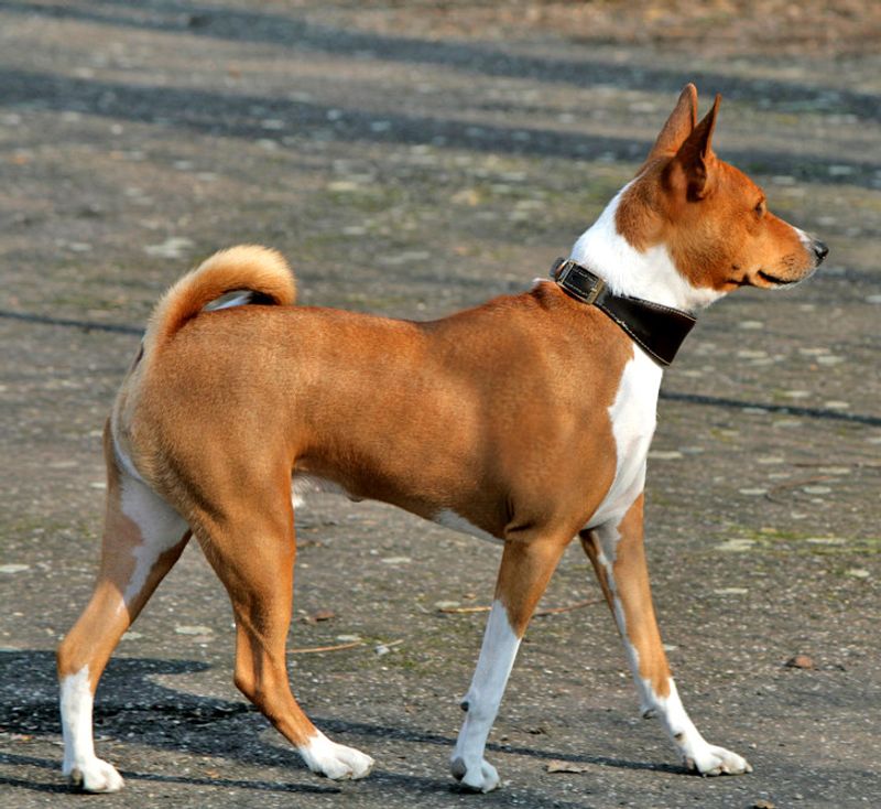 11 dog breeds that don’t just need training - they need the right kind of owner 11 Basenji