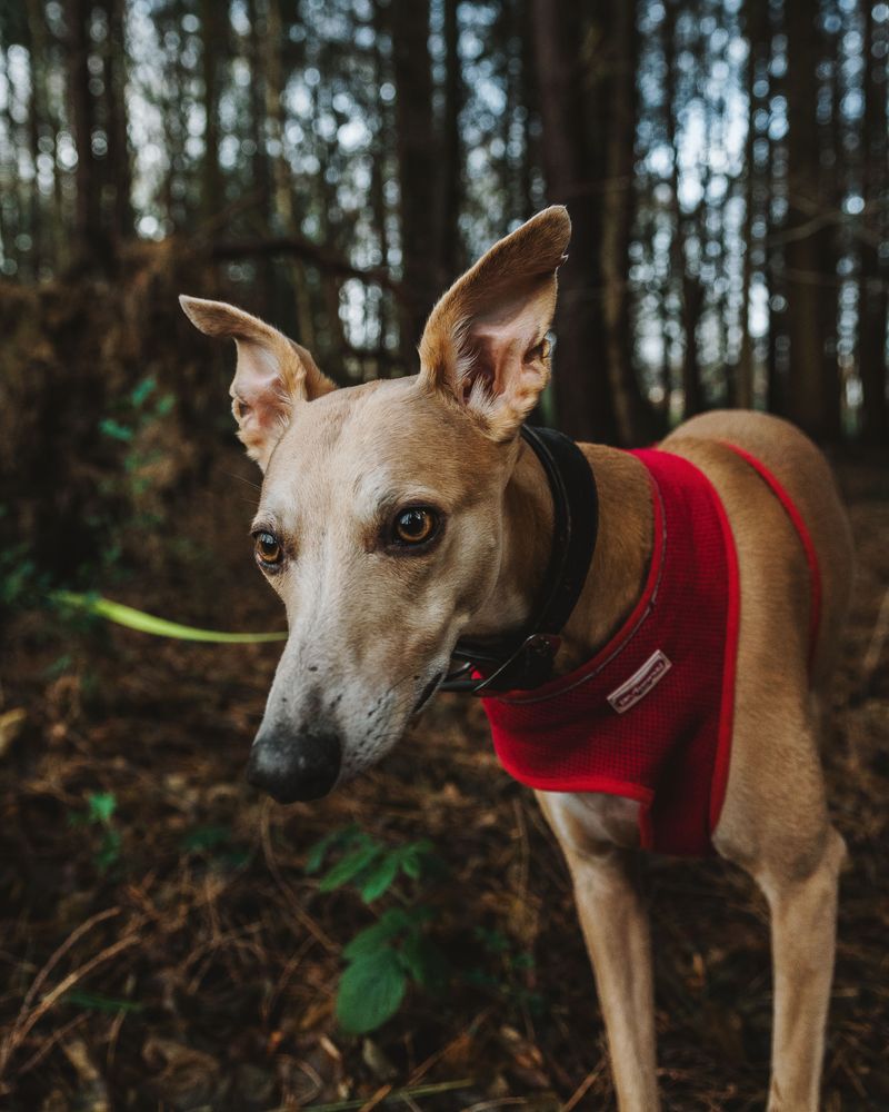 The happiest moments for these 12 dog breeds rarely happen in the middle of a crowd 2 Whippet