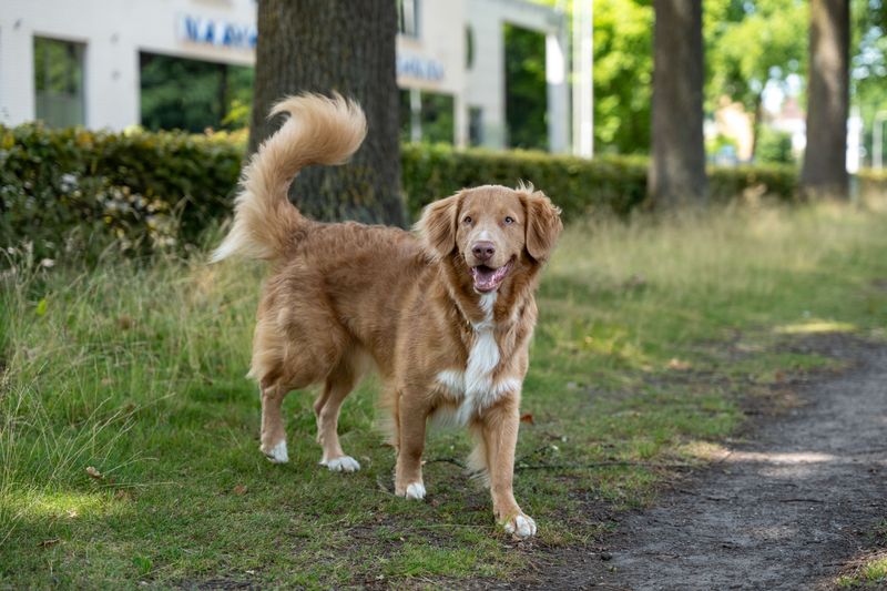 Nova Scotia Duck Tolling Retriever