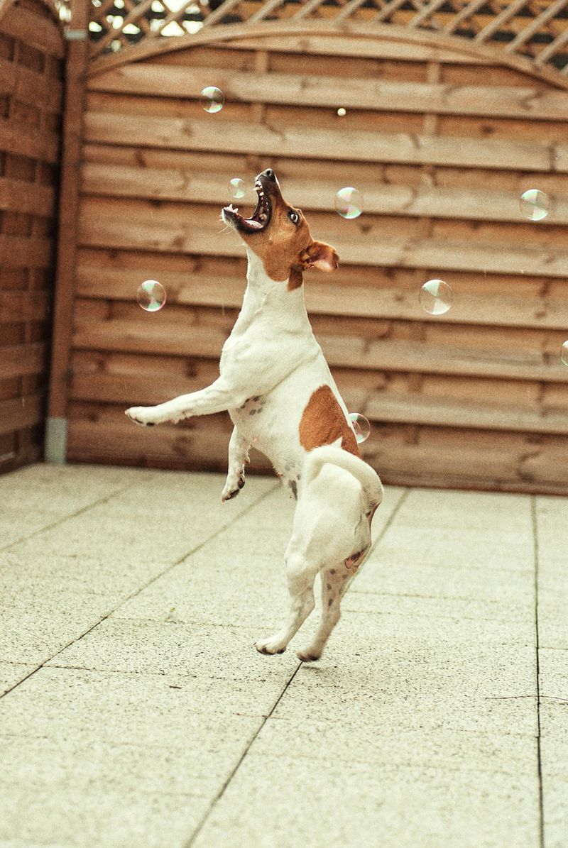 Jack Russell Terrier