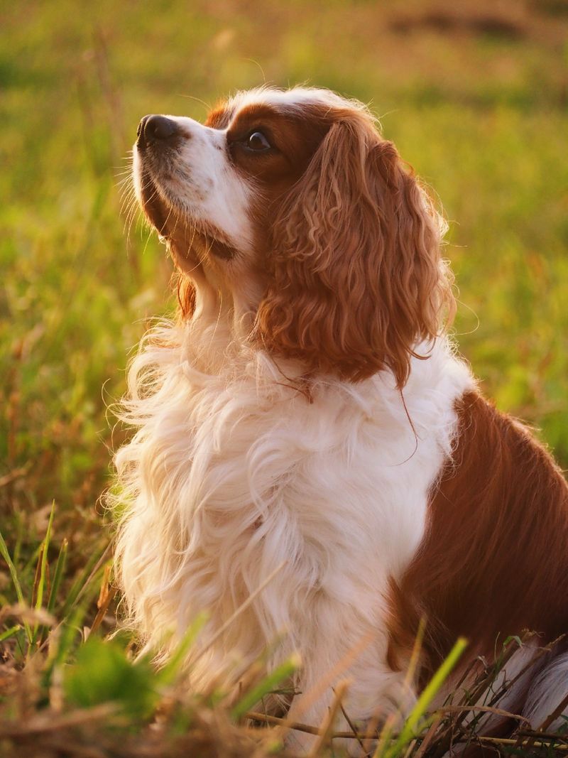 Friendly by nature, these dog breeds rarely become overbearing 5 Cavalier King Charles Spaniel