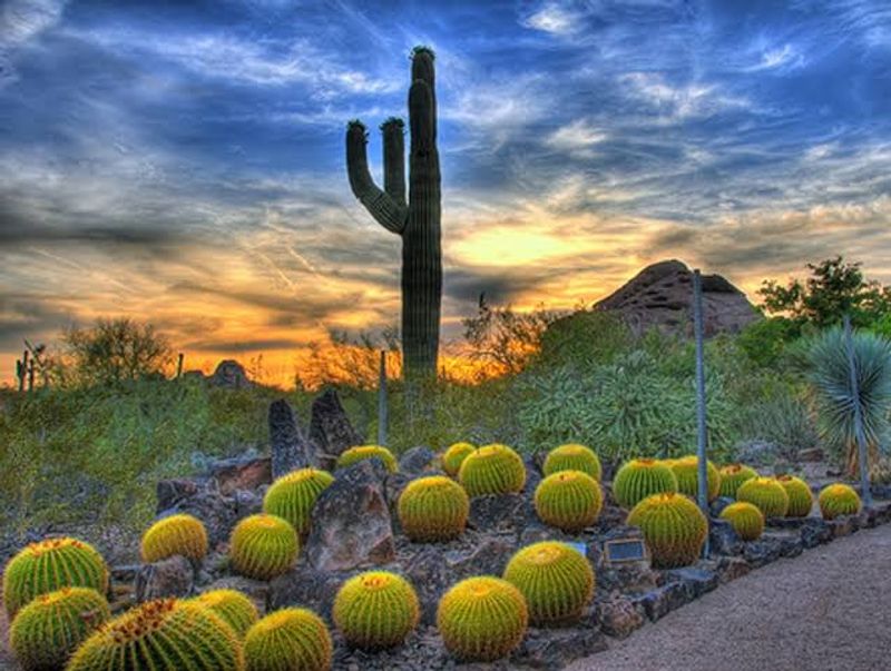 Desert Botanical Garden (Phoenix, Arizona)