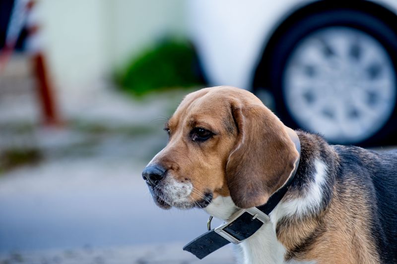 Love traveling by car? These breeds can make easier road-trip companions 7 Beagle