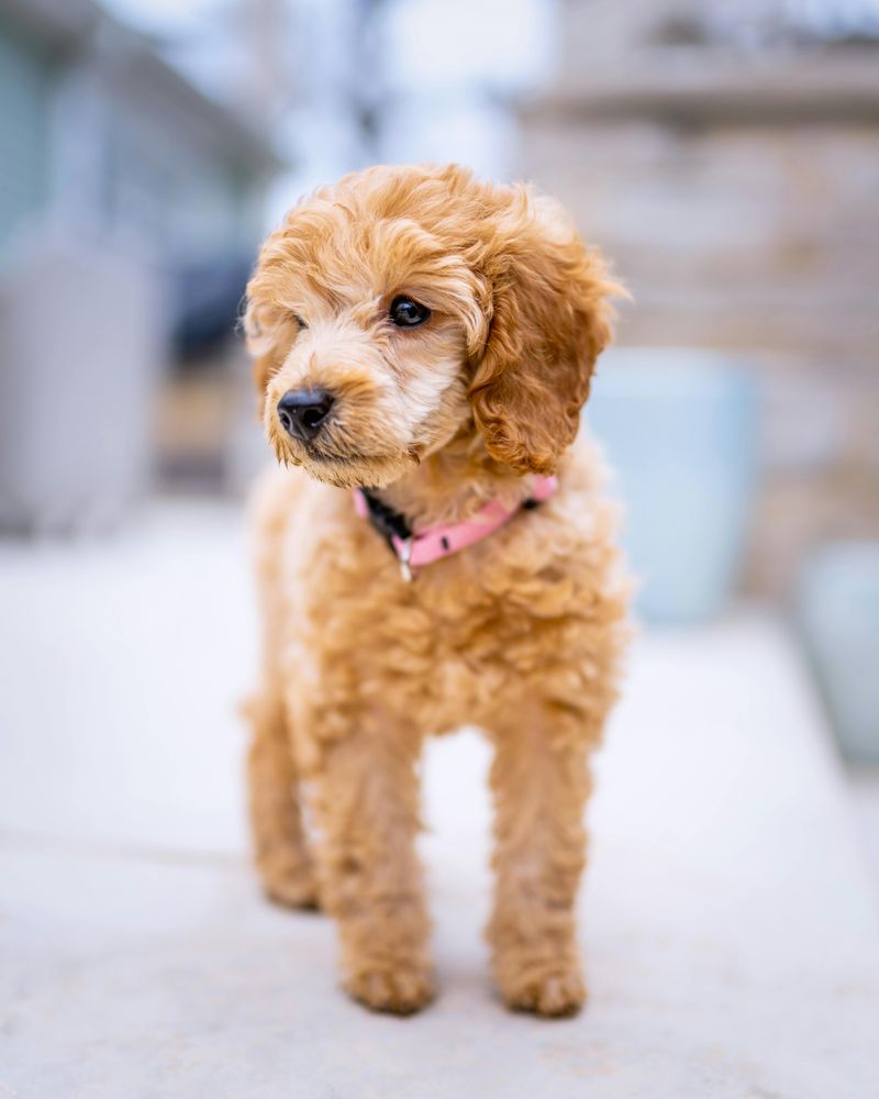 12 Best Small-Apartment Dog Breeds That Don’t Need a Big Yard 11 Miniature Poodle